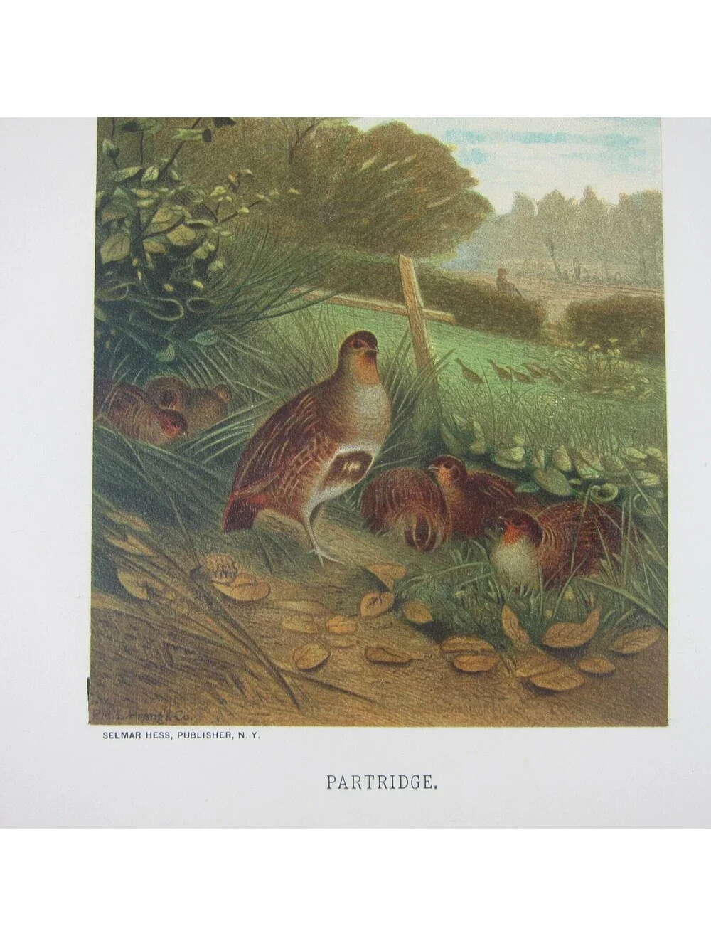 Antique 1898 Victorian Art Bird Print Lithograph Partridge Quail Louis Prang